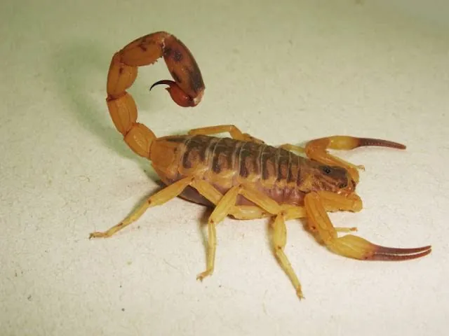 Brazilian Yellow Scorpion